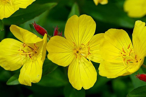 น้ำมันอีฟนิ่งพริมโรส (Evening Primrose oil) ช่วยรักษาอะไร